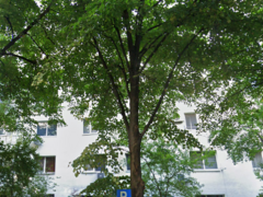 Pantelimon x Costin Georgian - 12 min Metroul Costin Georgian